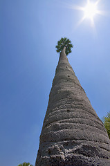 Image showing Tall palm over blue sky