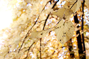 Image showing Autumn leaves