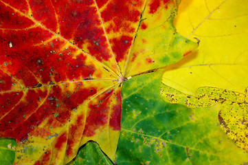 Image showing Autumn leaves