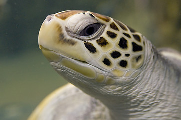 Image showing Sea turtle