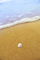 Image showing Sea shell on sandy beach