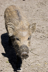 Image showing little wild boar