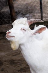 Image showing Funny goat