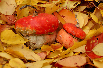 Image showing Autumn pumpkin