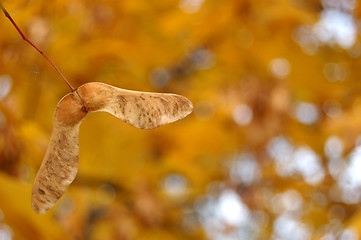 Image showing Autumn leaves