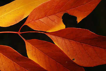 Image showing Autumn leaves