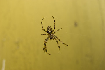 Image showing Spider on web