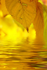 Image showing Autumn leaves