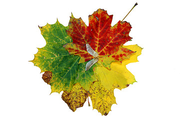 Image showing Autumn leaves