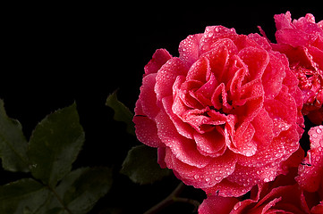 Image showing red rose with water drops over black