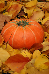 Image showing Autumn pumpkin