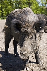 Image showing wild boar