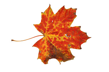 Image showing Autumn leaves