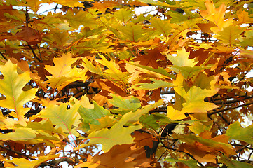 Image showing Autumn leaves