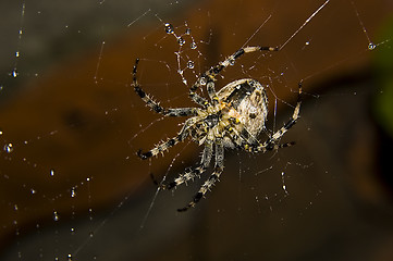 Image showing spider with water drops
