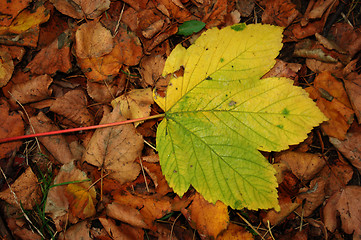 Image showing Autumn leaves