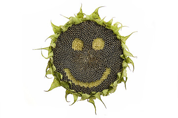 Image showing Happy sunflower isolated