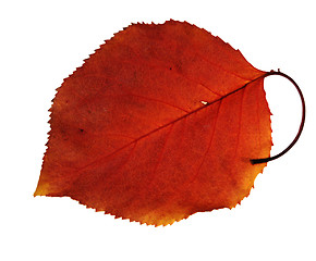 Image showing Autumn leaves