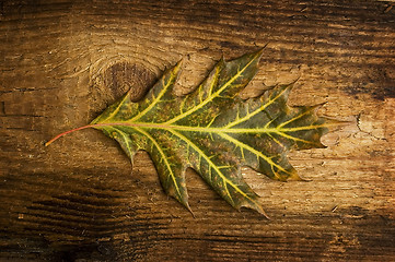Image showing autumn leaf over old board