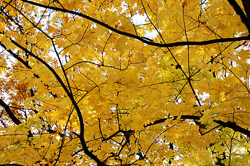 Image showing Autumn leaves