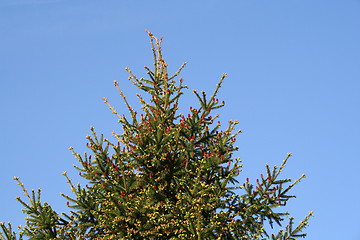 Image showing Red cone