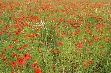 Image showing poppy field