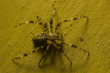 Image showing Spider on old wall