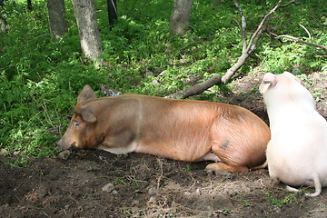 Image showing Sleeping pig