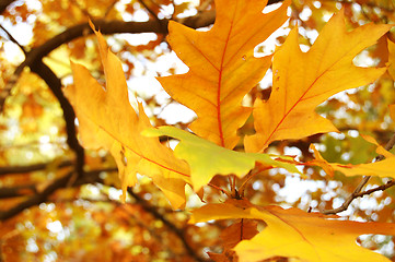 Image showing Autumn leaves