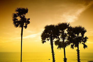 Image showing Sunset with palm