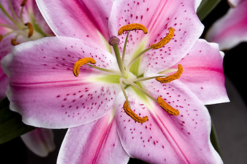 Image showing Pink lilly