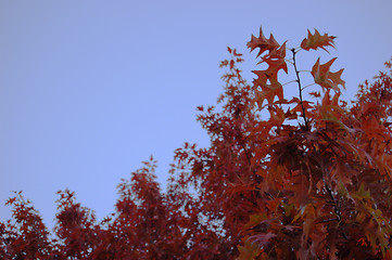 Image showing Leaves and blue sky