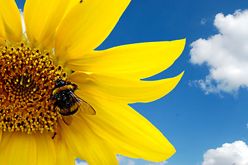 Image showing Bumblebee on a sunflower