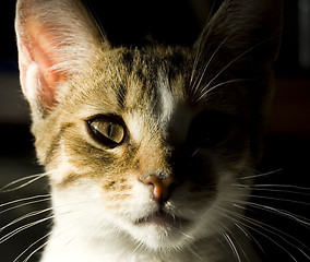 Image showing Young cat portrait