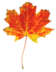 Image showing Autumn leaves