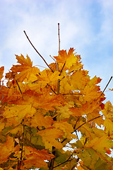 Image showing Leaves and blue sky