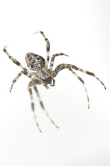 Image showing Spider 