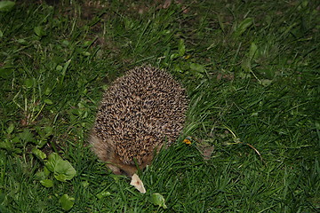 Image showing Hedgehog