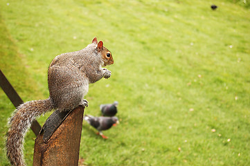 Image showing squirrel