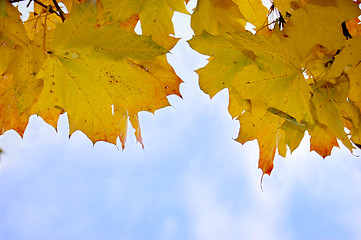 Image showing Leaves and blue sky