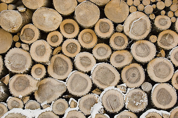 Image showing Pile of frozen logs