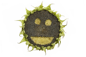 Image showing Happy sunflower isolated