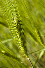 Image showing Wheat field on spring