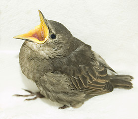 Image showing Feeding little hungry bird