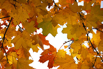 Image showing Leaves and blue sky