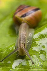 Image showing Snail green leaves