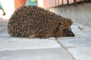 Image showing Hedgehog