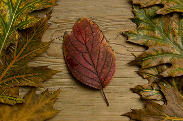 Image showing autumn leaf over old board