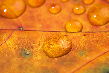 Image showing Water drop on autumn leaf