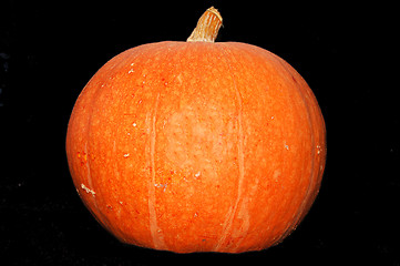 Image showing Pumpkin